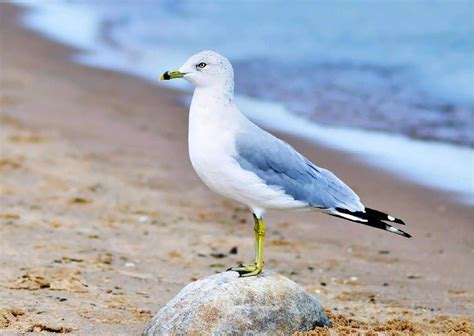 Seagull Behavior - AnimalBehaviorCorner