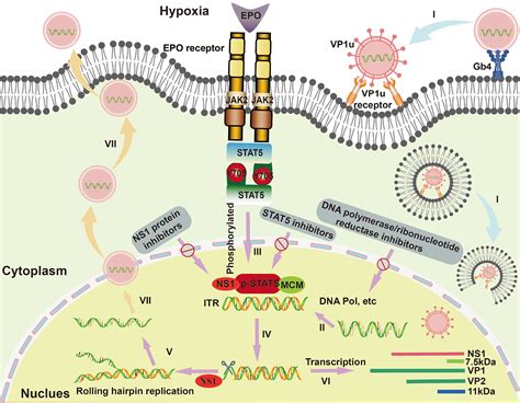 Parvovirus An Overview ScienceDirect Topics, 45% OFF