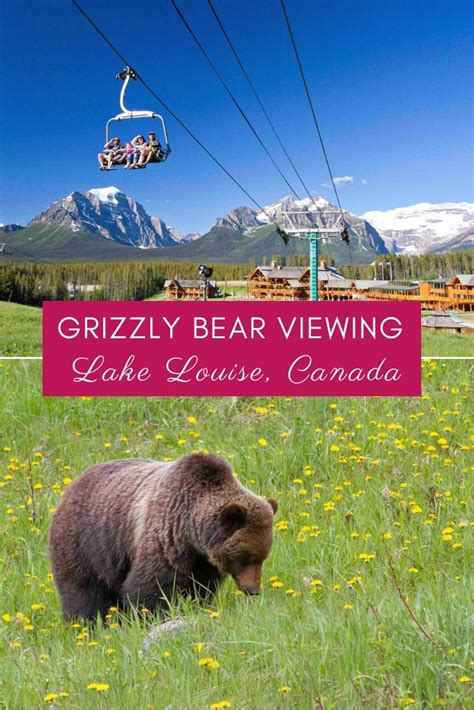 Get this, you can dangle your legs above wild grizzly bears in Banff ...