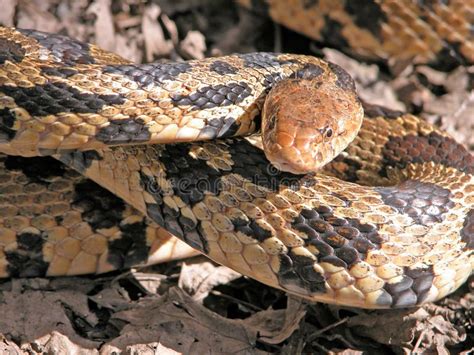 Fox Snake stock image. Image of outdoors, reptile, reptilian - 9866433