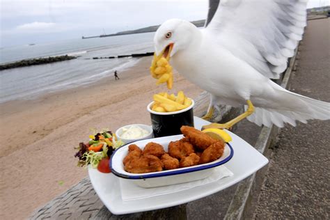 Aberdeen photographer captures bizarre moment cheeky seagull photobombs beach snap - and FLIES ...