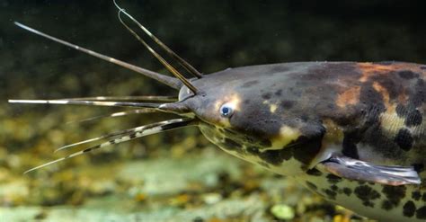 Walking Catfish Fish Facts | Clarias batrachus | AZ Animals