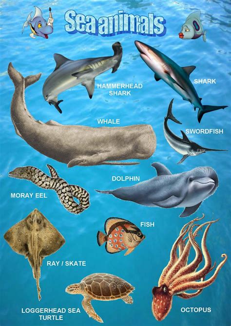 Sea Animals List For Kindergarten