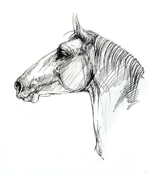 Horse head Drawing by Ang El | Fine Art America