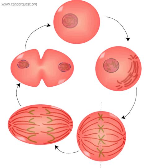 😎 What is the longest stage of mitosis. Phases of mitosis. 2019-02-06