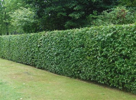 Fast Growing Hedges - Fast Growing Hedging Plants - Fast Tall Hedge