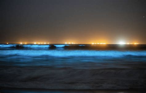 A Huge Red Tide Is Bringing A Spectacular Display Of Bioluminescence To SoCal Beaches - Secret ...