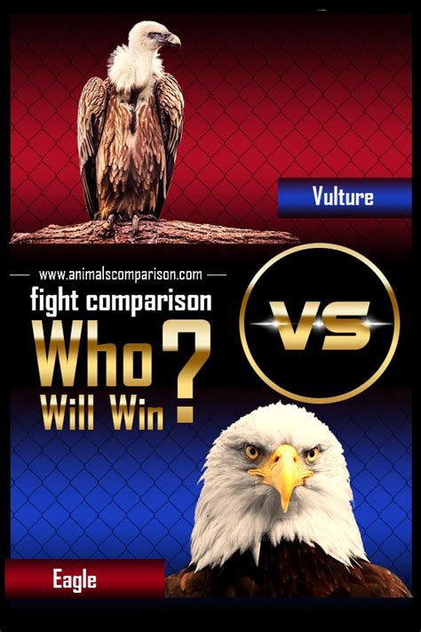 Vulture vs Eagle fight comparison- who will win?