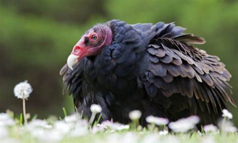 Turkey Vulture Facts | Anatomy, Diet Habitat, Behavior - Animals Time