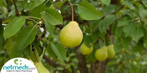 Pear Fruit: Health Benefits, Nutrition, Uses For Skin And Hair, Recipes ...