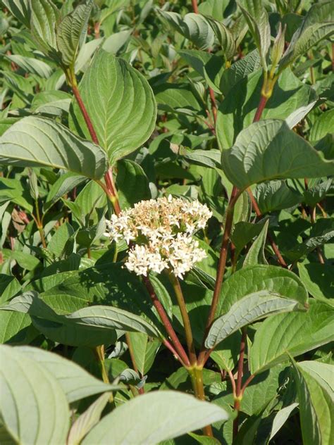 Cornus stolonifera 'Baileyi' - Boething Treeland Farms