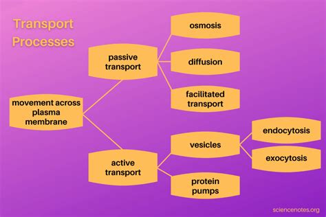 Active and Passive Transport - Overview and Differences