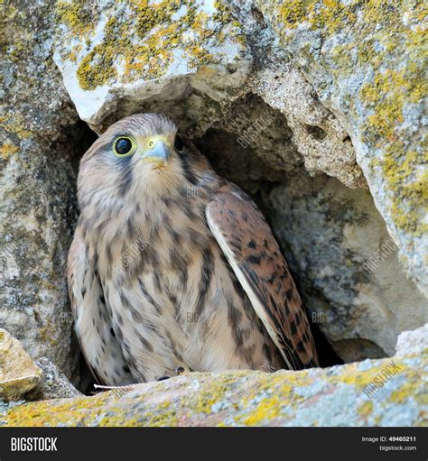 Falcon Natural Habitat Image & Photo (Free Trial) | Bigstock