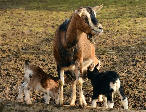 Ciri- ciri Kambing Bunting - peternakhebat