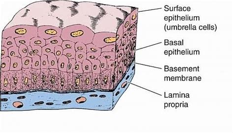 Pseudostratified Columnar Epithelium Diagram