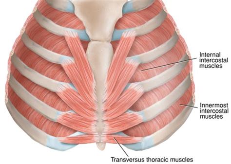 Innermost intercostal muscle :- Samarpan Physiotherapy Clinic Ahmedabad