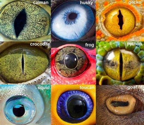 Top 143 + Which animal has beautiful eyes - Lifewithvernonhoward.com