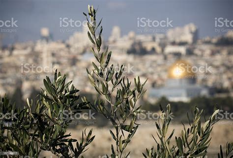 Olive Trees In Jerusalem Stock Photo - Download Image Now - Israel, Mount of Olives, Olive Tree ...