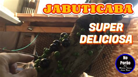 JABUTICABA - YouTube