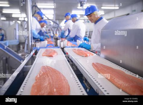 Fish Processing Plant High Resolution Stock Photography and Images - Alamy