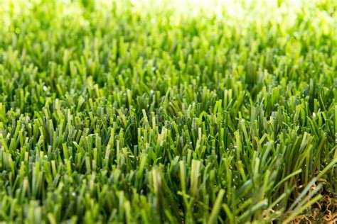 Lawn grass with sunlight stock photo. Image of color - 130043312