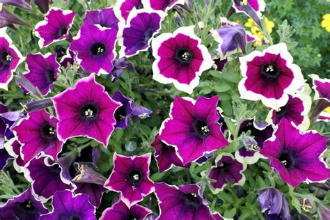 8 Gorgeous Petunia Varieties For All Color Schemes And Occasions