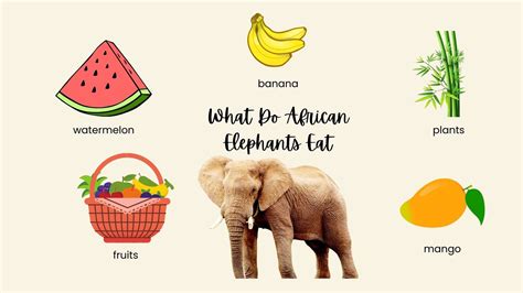 What Do African Elephants Eat?