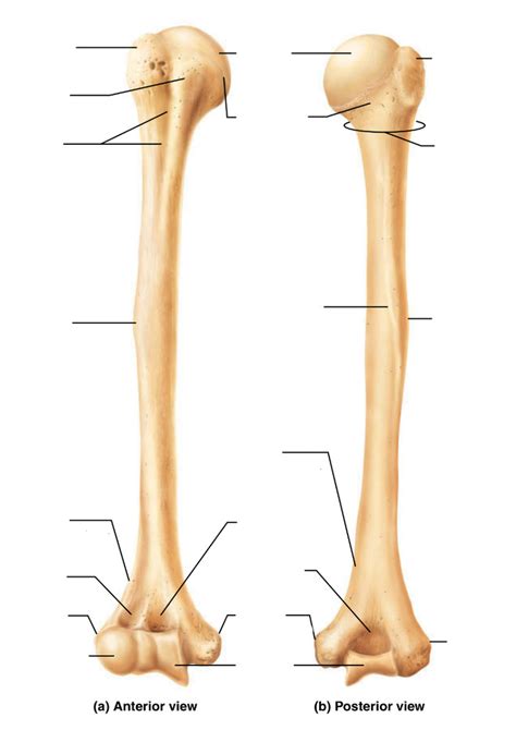 Humerus - Anterior and Posterior View Diagram | Quizlet