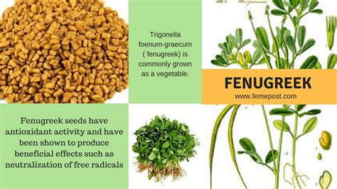 Health Benefits Of Fenugreek Seeds - wiki Health News