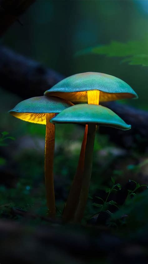 Beautiful Mushrooms In Forest Background 4K HD Mushroom Wallpapers | HD ...