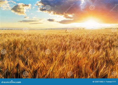 Sunset over wheat field stock photo. Image of golden - 32071002