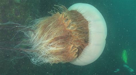 The giant jellyfish genome and the evolution of hunting - On Biology