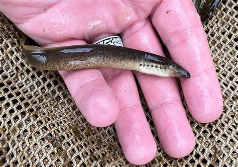 Species Spotlight: Northern Brook Lamprey (Ichthyomyzon fossor | MBI