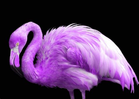 'purple flamingo' Poster by Melanie Kowasic | Displate