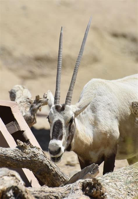 Arabian Oryx with Very Long Straight Horns Stock Photo - Image of unicorn, animal: 131087120