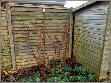 Mark's Veg Plot: Pruning Dogwood shrubs