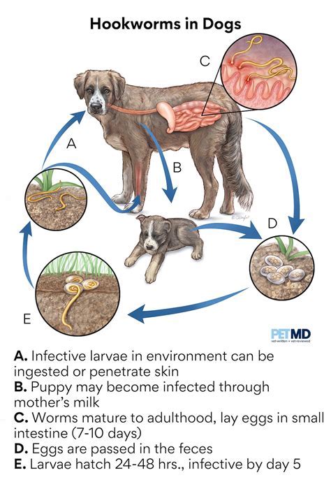 Your dog has dog hookworms! Dr. Dan: How your dog gets worms, symptoms ...