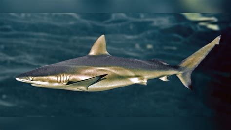 Carcharhinus brachyurus Black-tipped Whaler, Bronze Whaler Shark, Bronzie, Cocktail, Cocktail ...