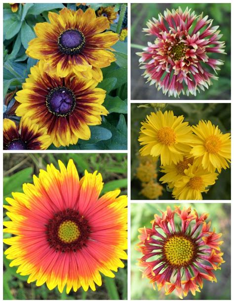 Growing Gaillardia - Blanket Flower Perennial Care Tips - The Gardening Cook