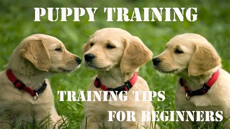 Puppy Training-Basic Dog Training Tips For Beginners - YouTube