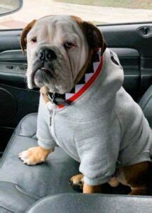 Best English Bulldog Costumes for Halloween.