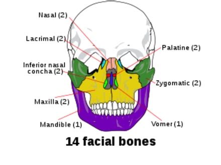 Head Anatomy | Parts, Bones & Structure | Study.com