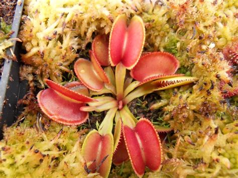 Photo of my Venus flytrap cultivars - Dionaea - Carnivorous Plants UK