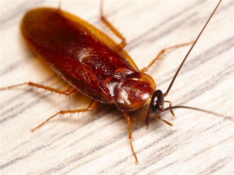 Termites are Cockroaches with a Fabulous Social Life. - Corky's Pest ...