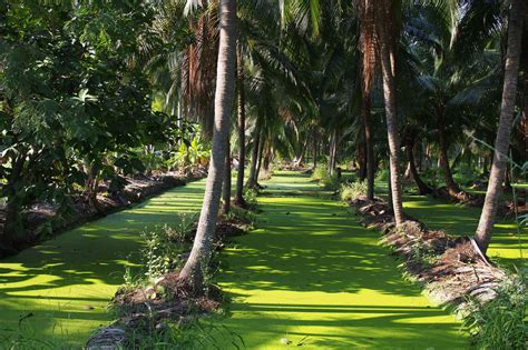 Join Tour to Damnoen Saduak Floating Market, Coconut Farm and Wat Bang Kung - MrShuttle