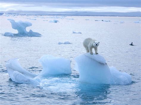 Arctic ice melting to a record low, scientists warn | The Independent