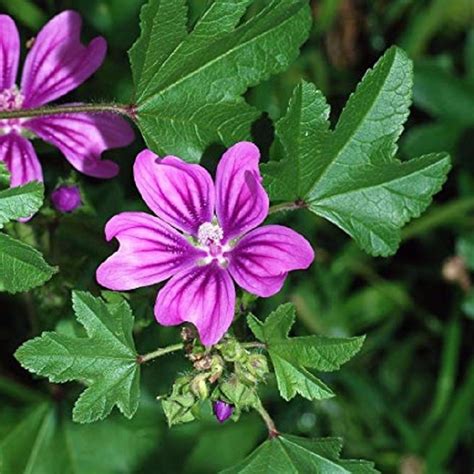 50 Seeds Malva Sylvestris Hollyhock Seeds French Mallow - Etsy