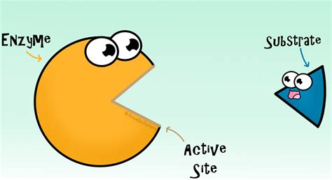 Enzyme and substrate GIF by The Amoeba Sisters. | Biology classroom ...