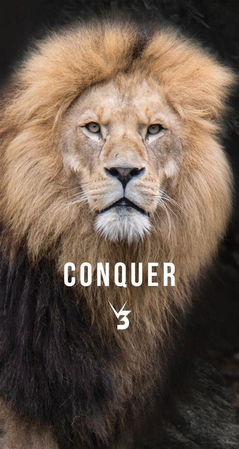 16+ Lion Motivation Wallpaper PNG - DB Wallpaper