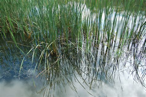 Pond Grass by Reegmeister on deviantART